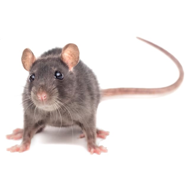 Will spray foam insulation keep pests out of your home?
