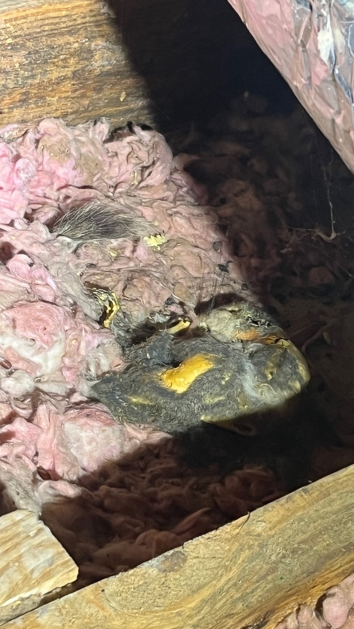Could my house be making me sick?