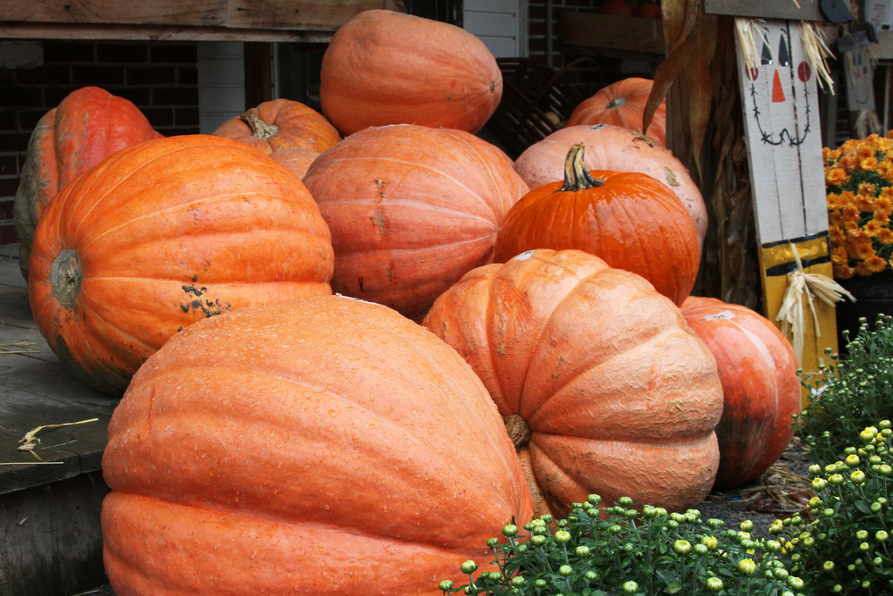 Richmond Energy Savings: Harnessing the Power of Insulation this Fall
