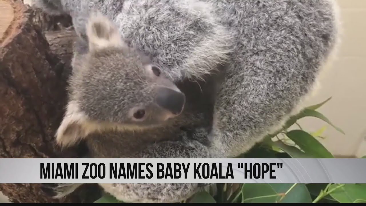 Saying Goodbye To Two Koalas