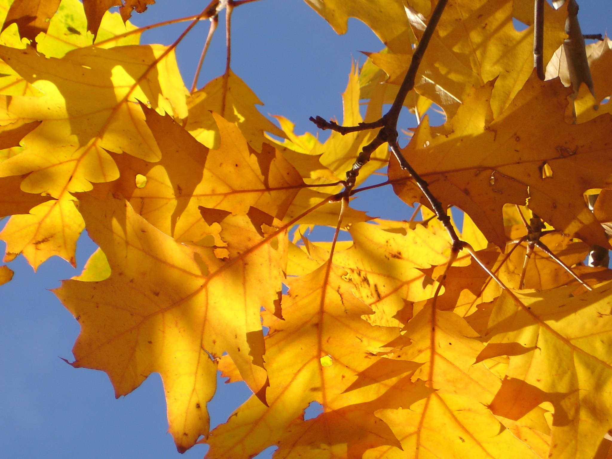 3 Reasons Why Fall is a Great Time to Insulate Your Home