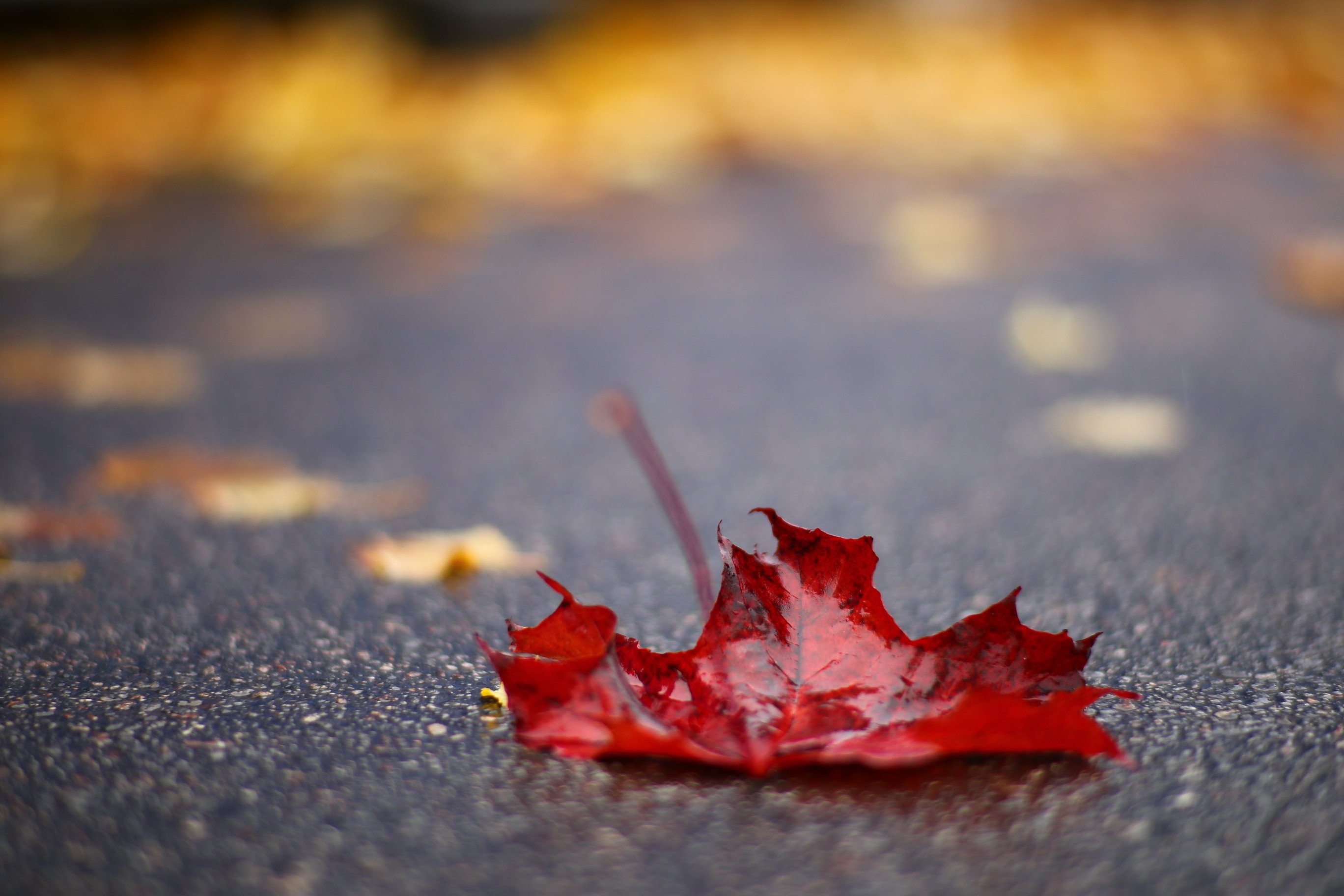 Fall Checklist for Protecting Your Home This Winter
