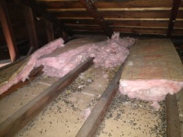 Combat Rodent Infestations and Insulation removal and install