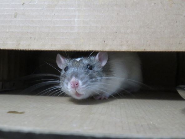 Are There Pests in Your Attic?